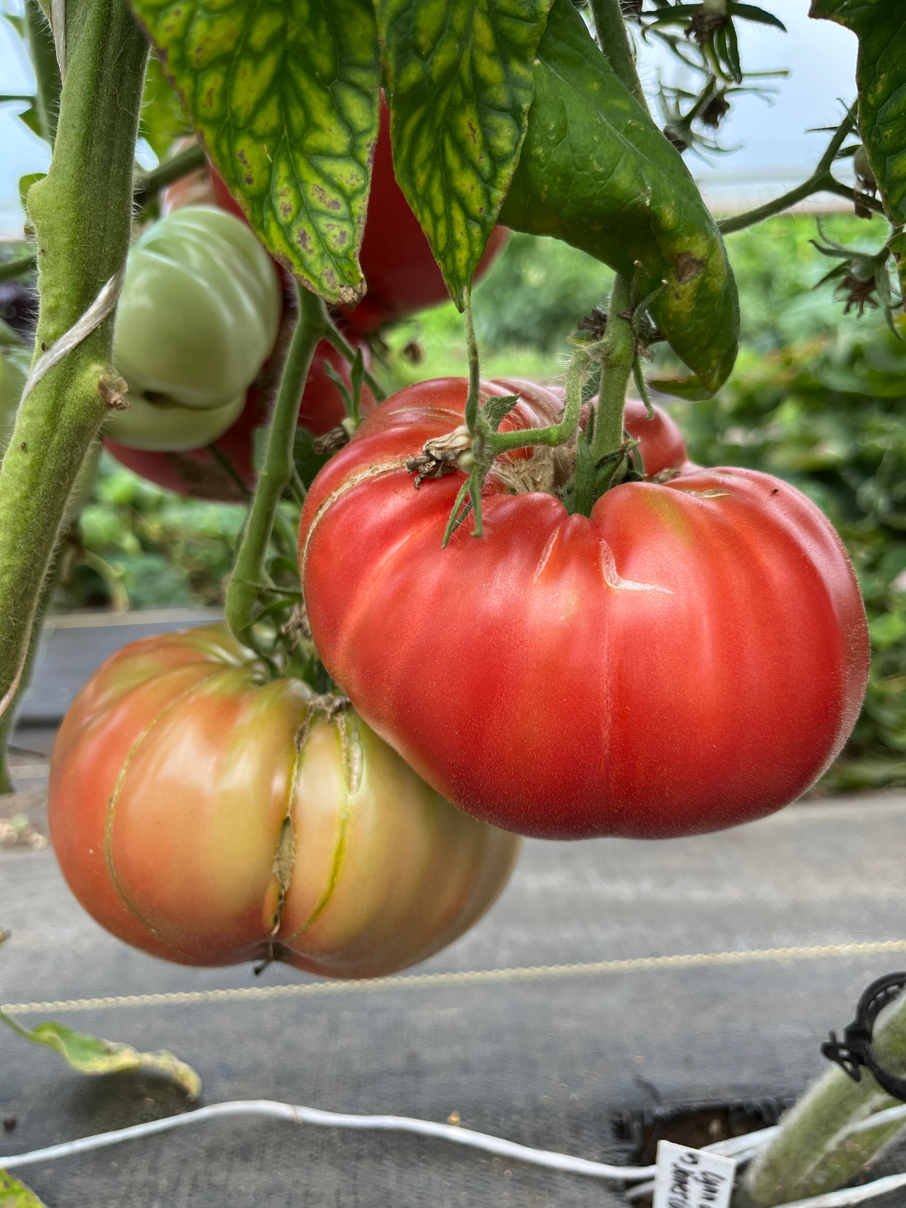 Lynn of Jones County, Tomato