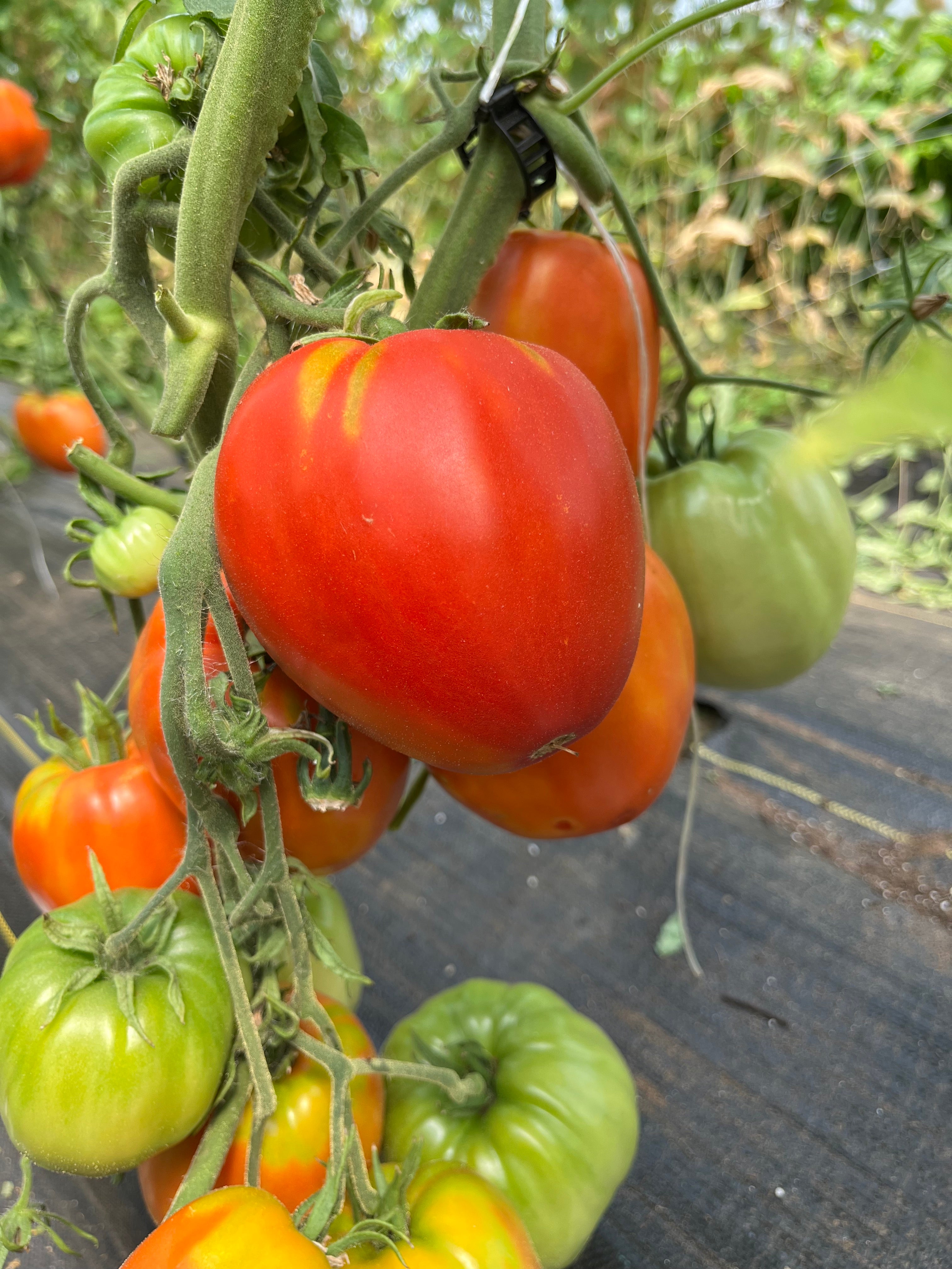 Mia's Italian, Tomato