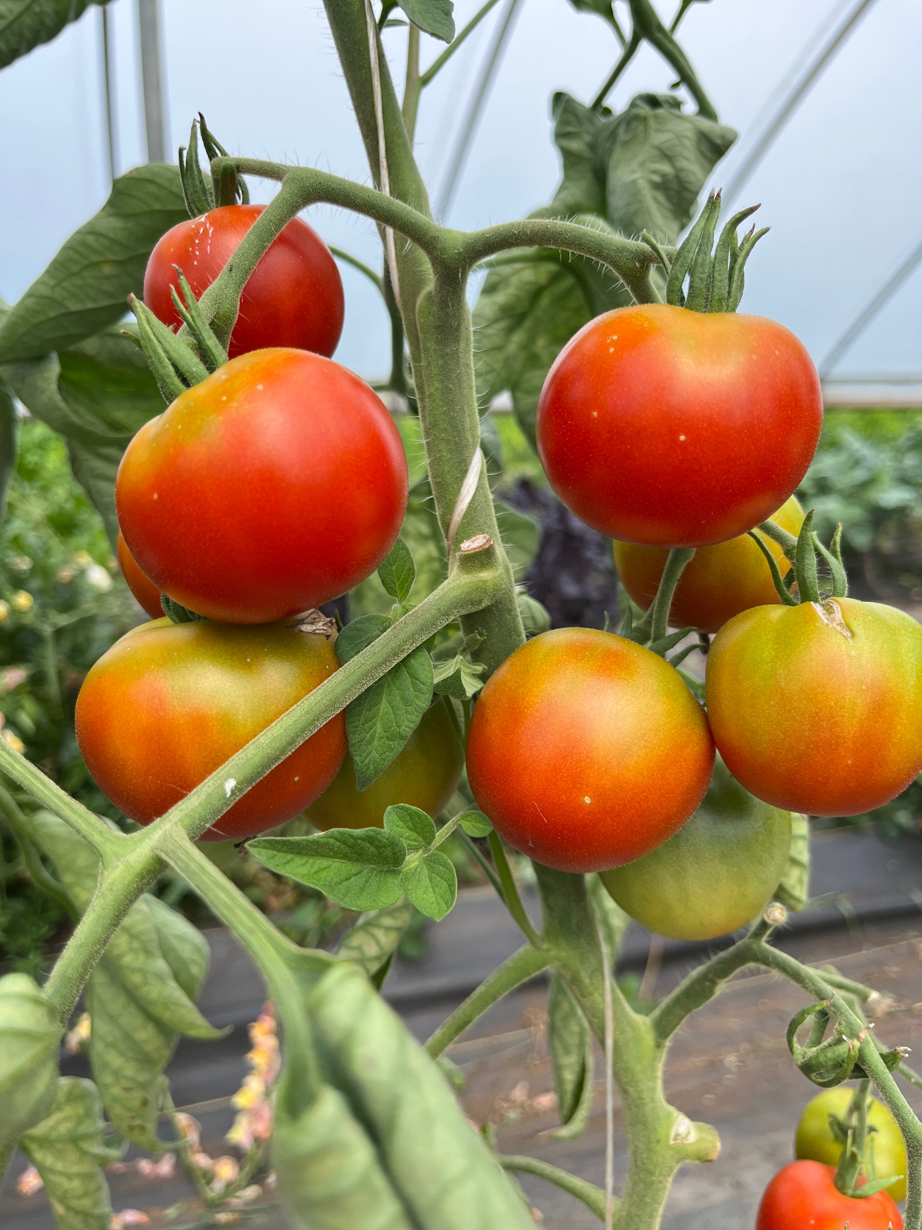 Moravsky Div, Tomato