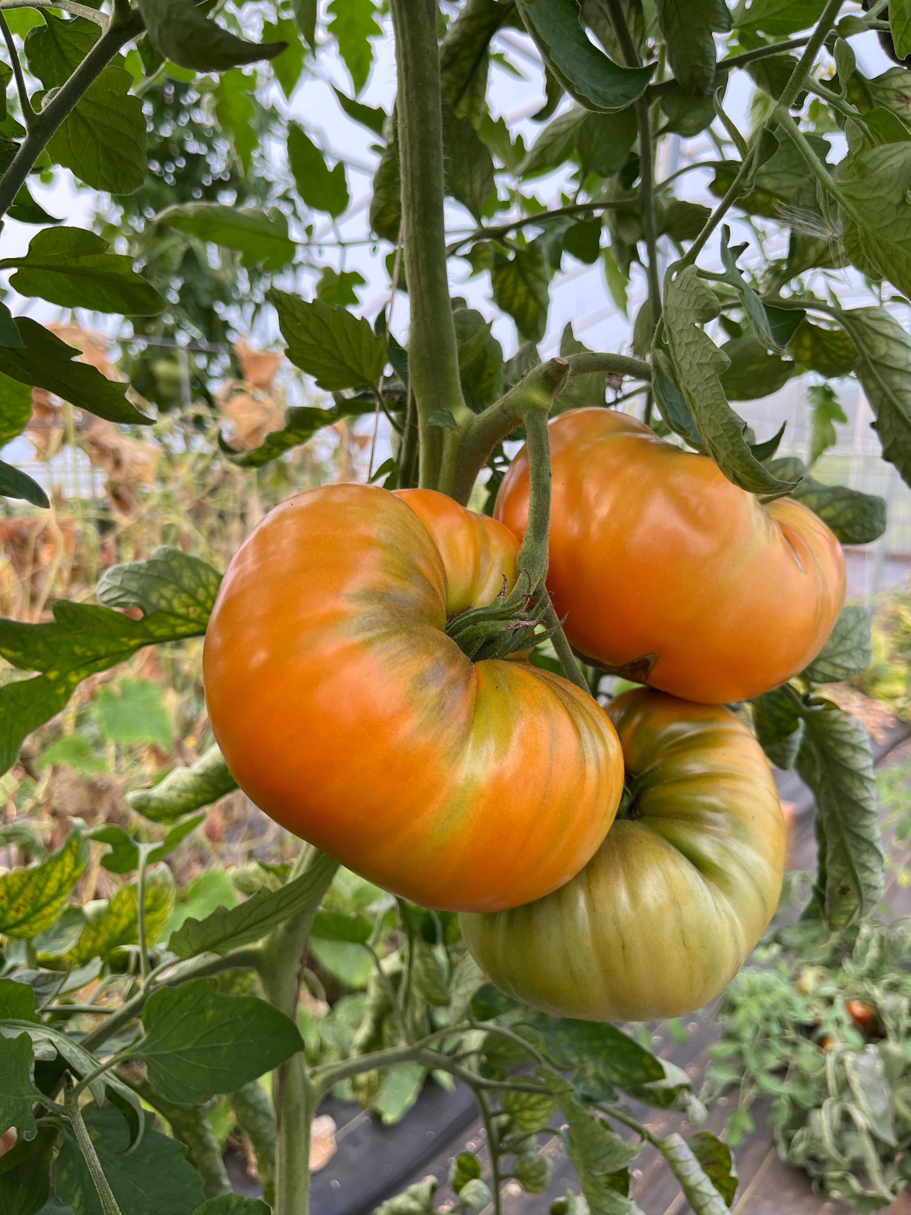 Orange Minsk, Tomato