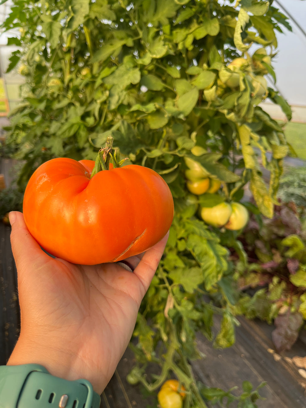 Orange Minsk, Tomato