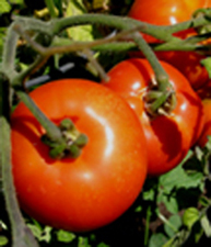 Oregon Spring, Tomato