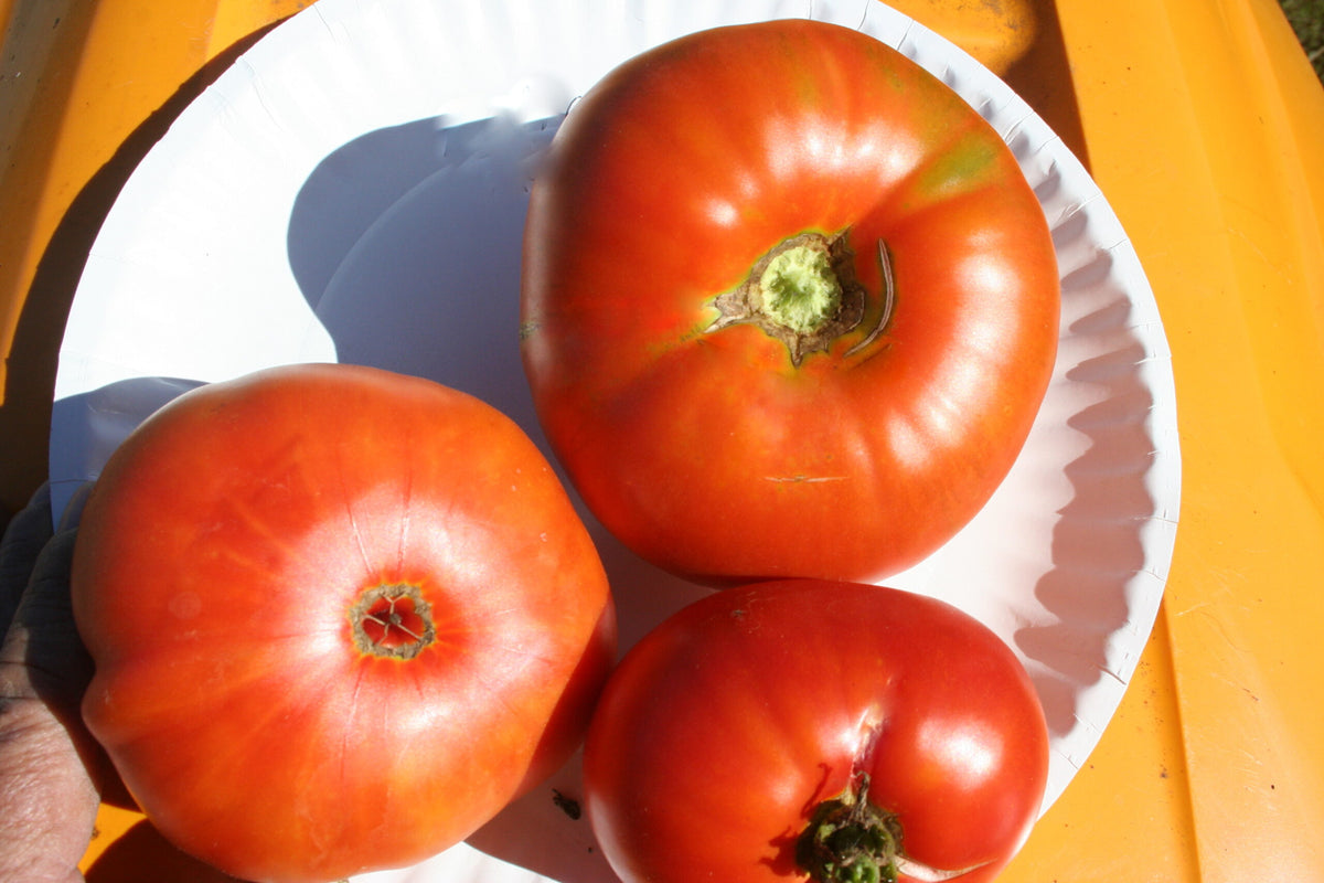Pruden's Purple, Tomato