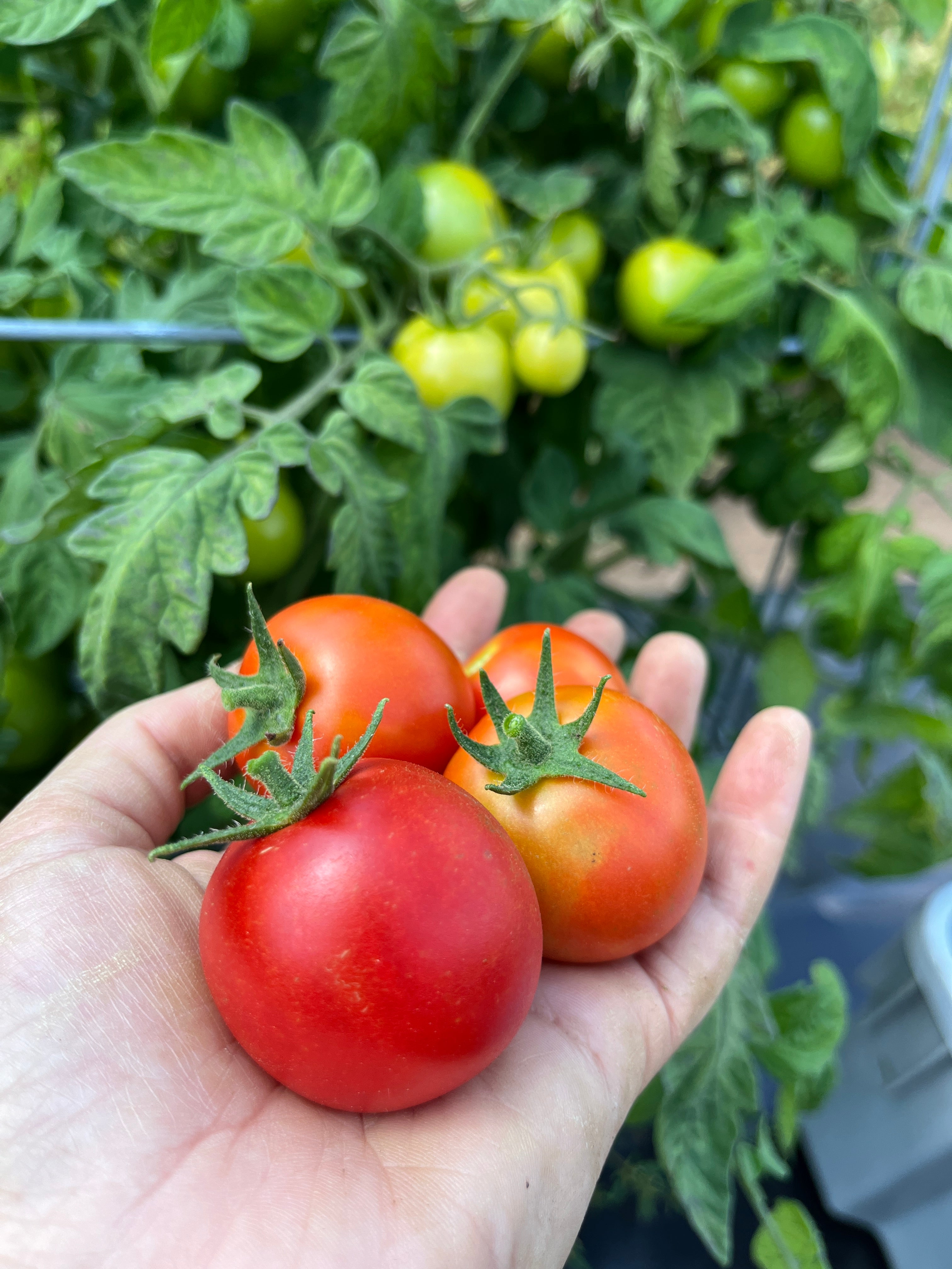 Punta Bandas, Tomato