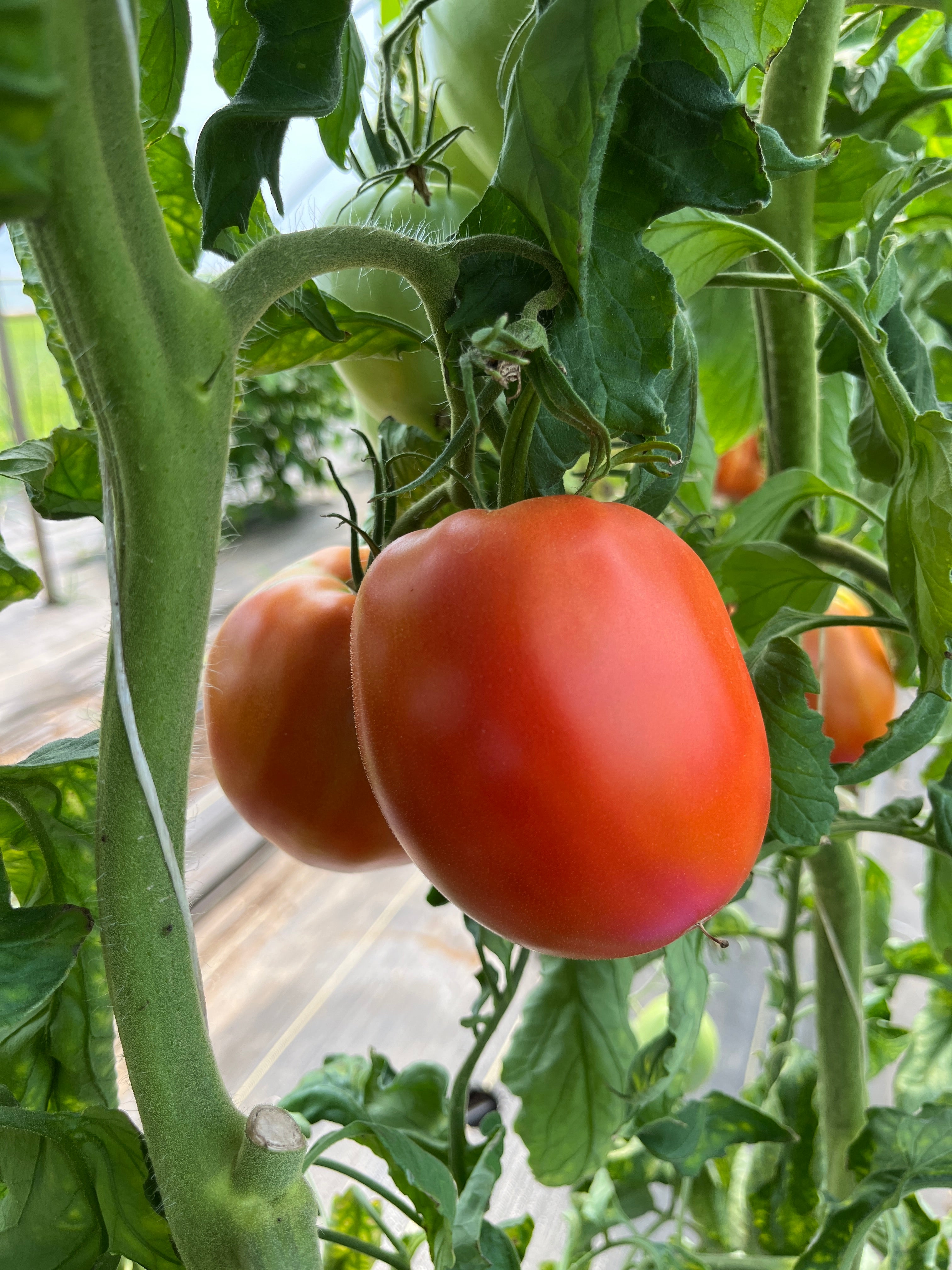 Ruth Collier Large Paste, Tomato