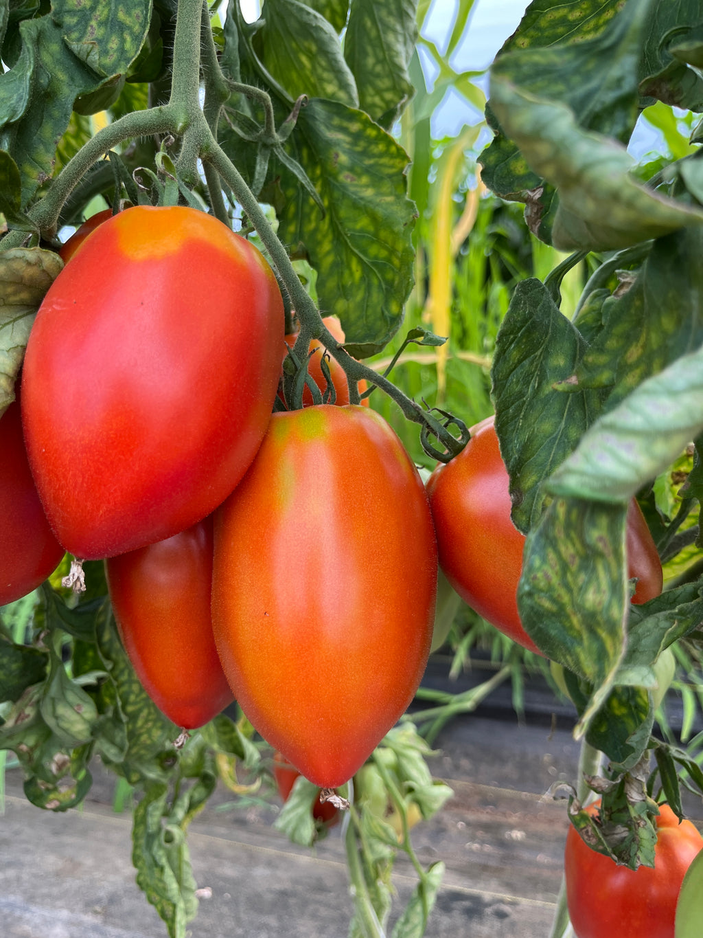 Santa Maria, Tomato