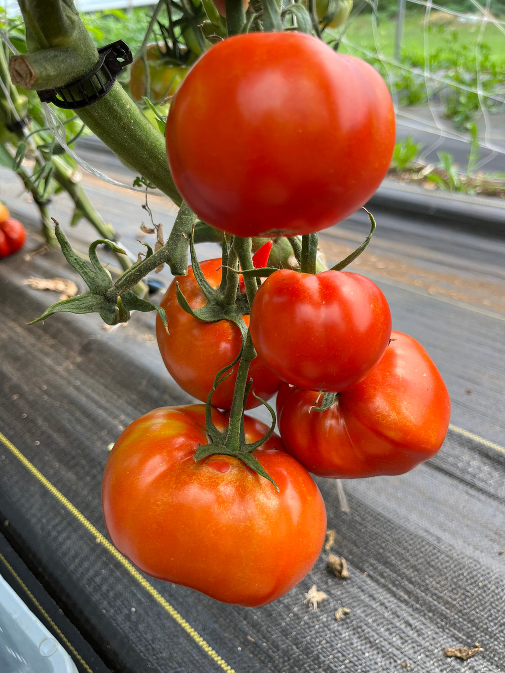 Sasha's Altai, Tomato