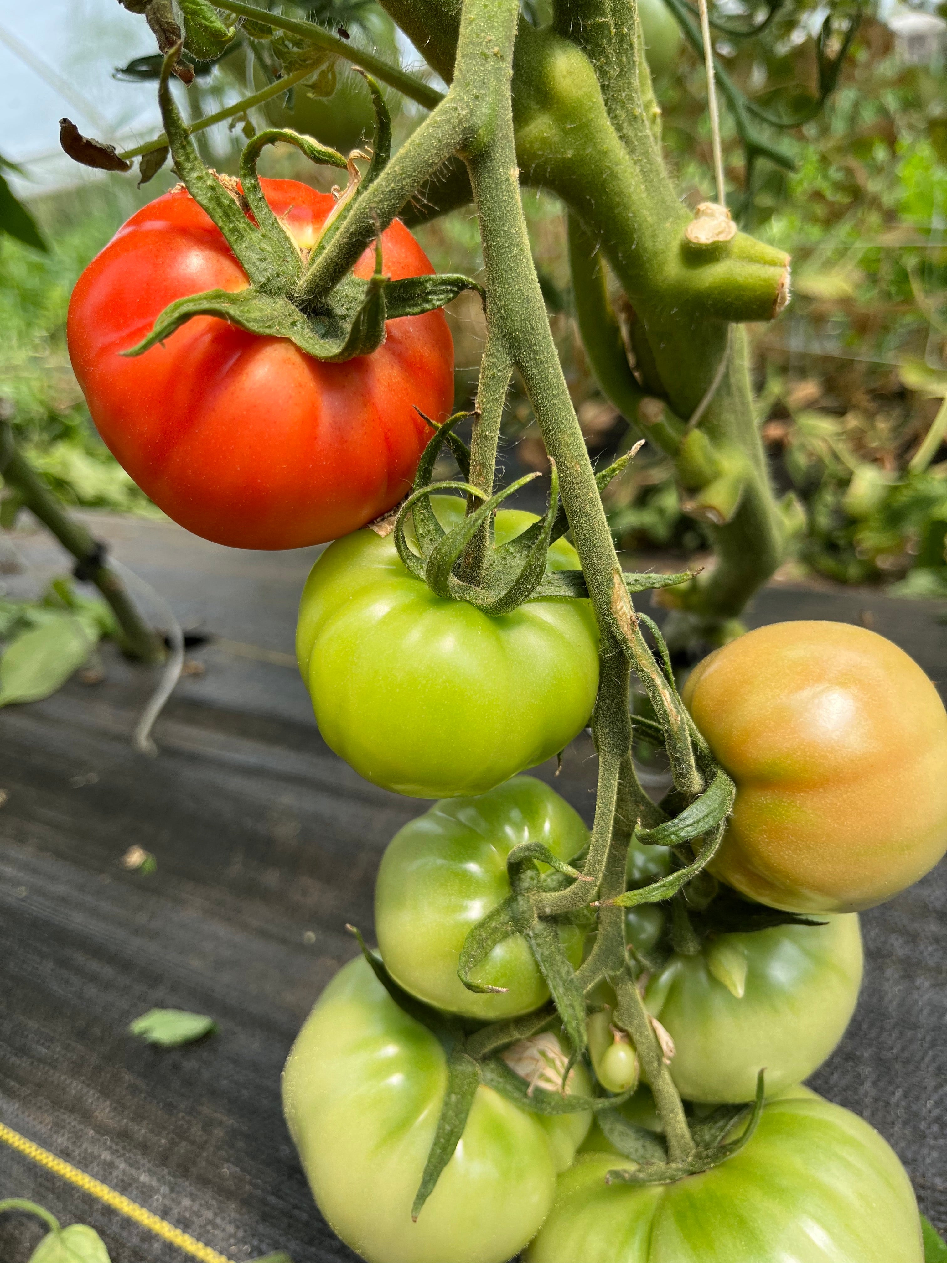 Sasha's Altai, Tomato