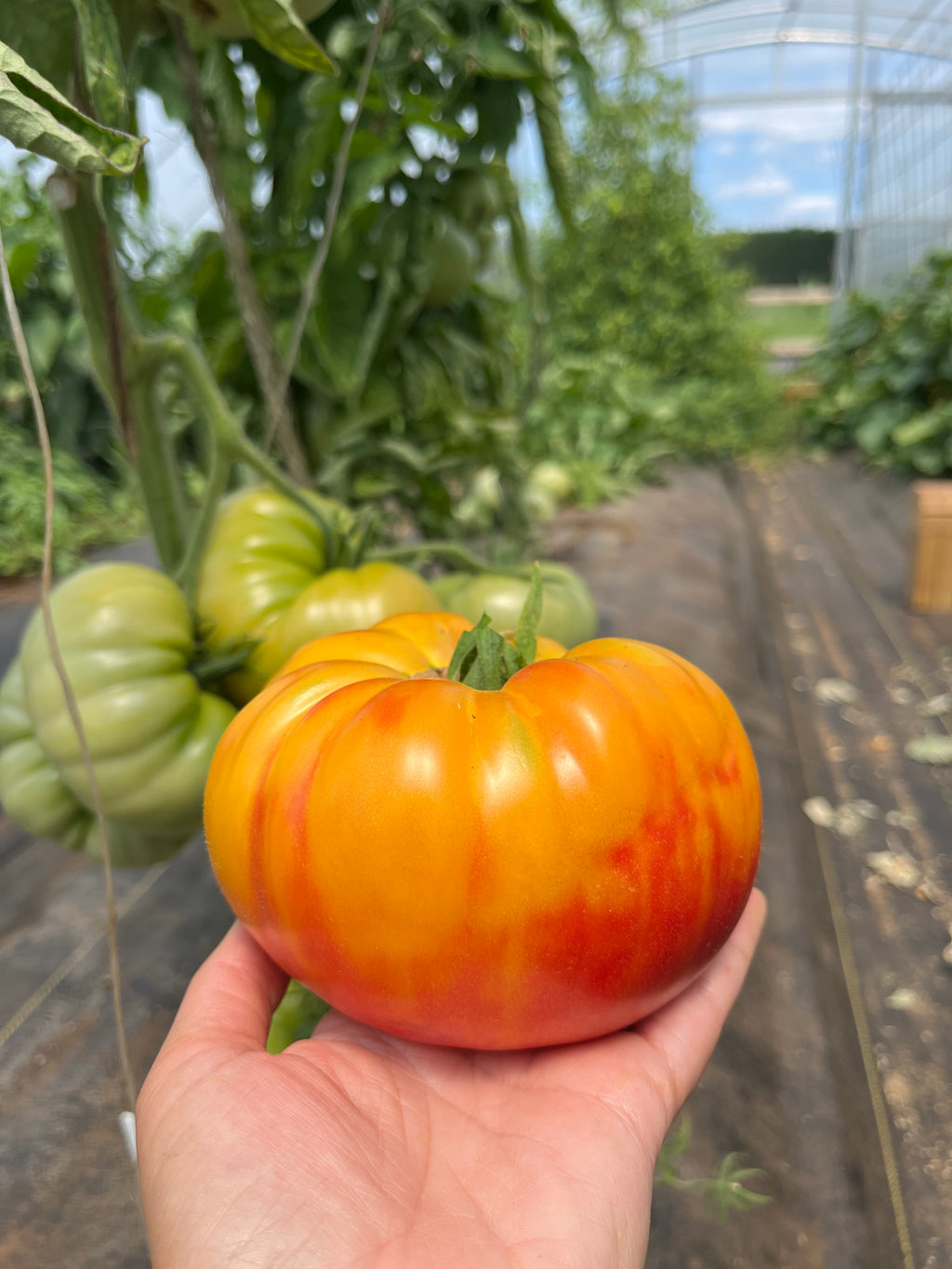 Starburst Nebula, Tomato