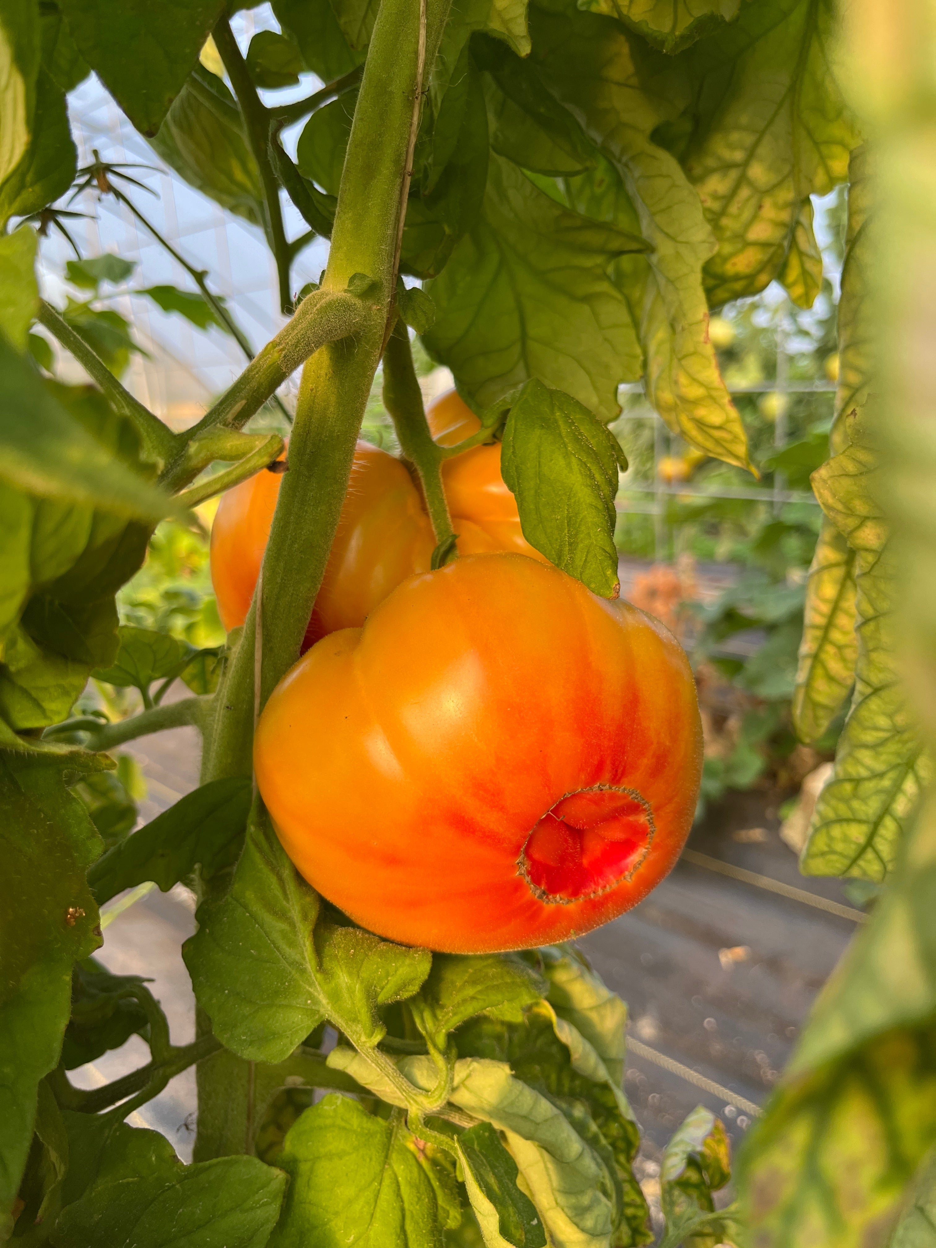 Starburst Nebula, Tomato