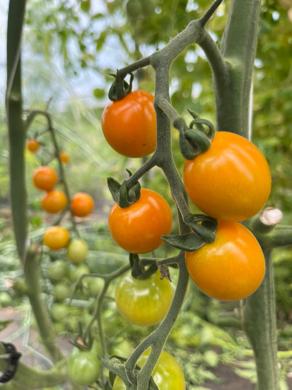 Sungold Select, Tomato