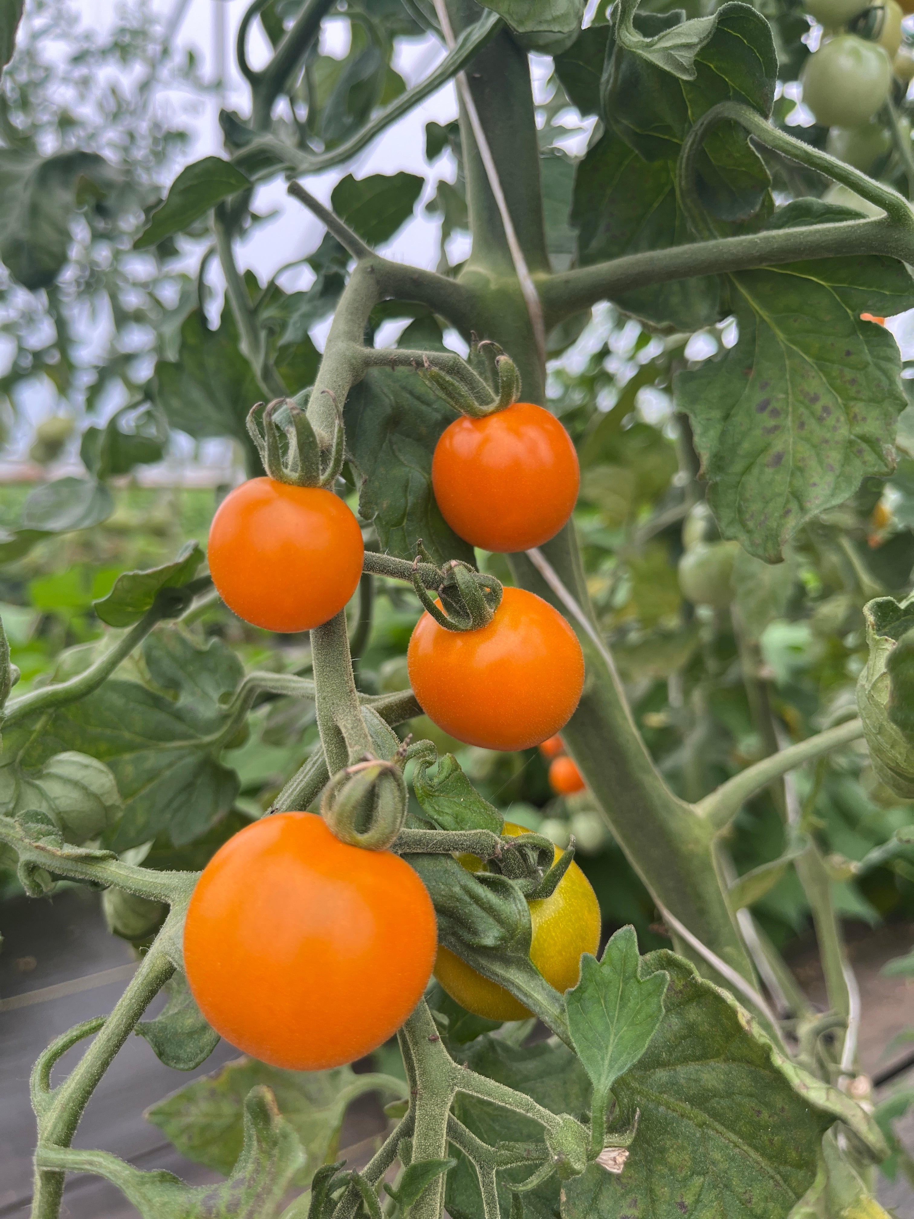 Sungold Select, Tomato