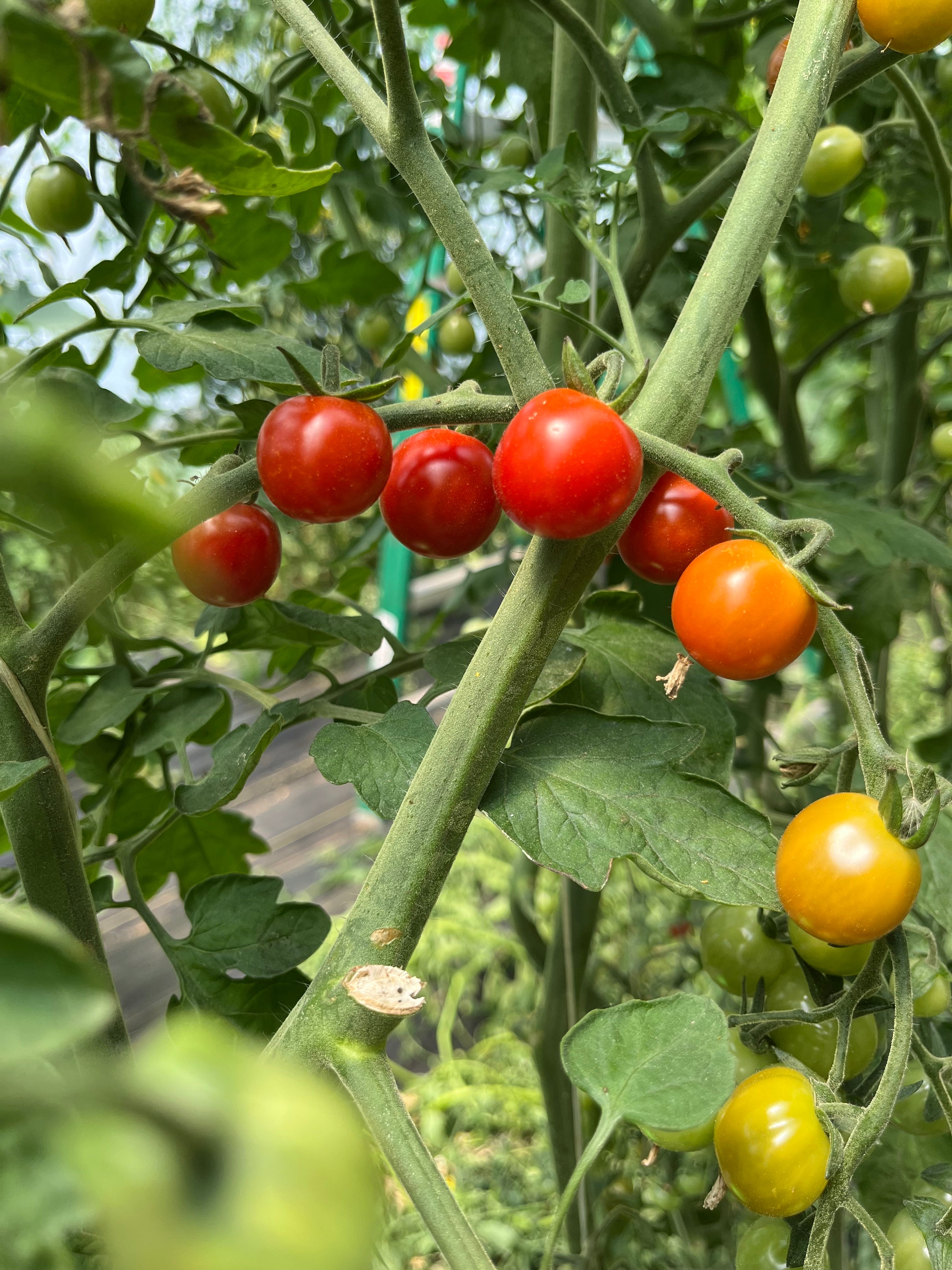 Sweet Aperitif, Tomato