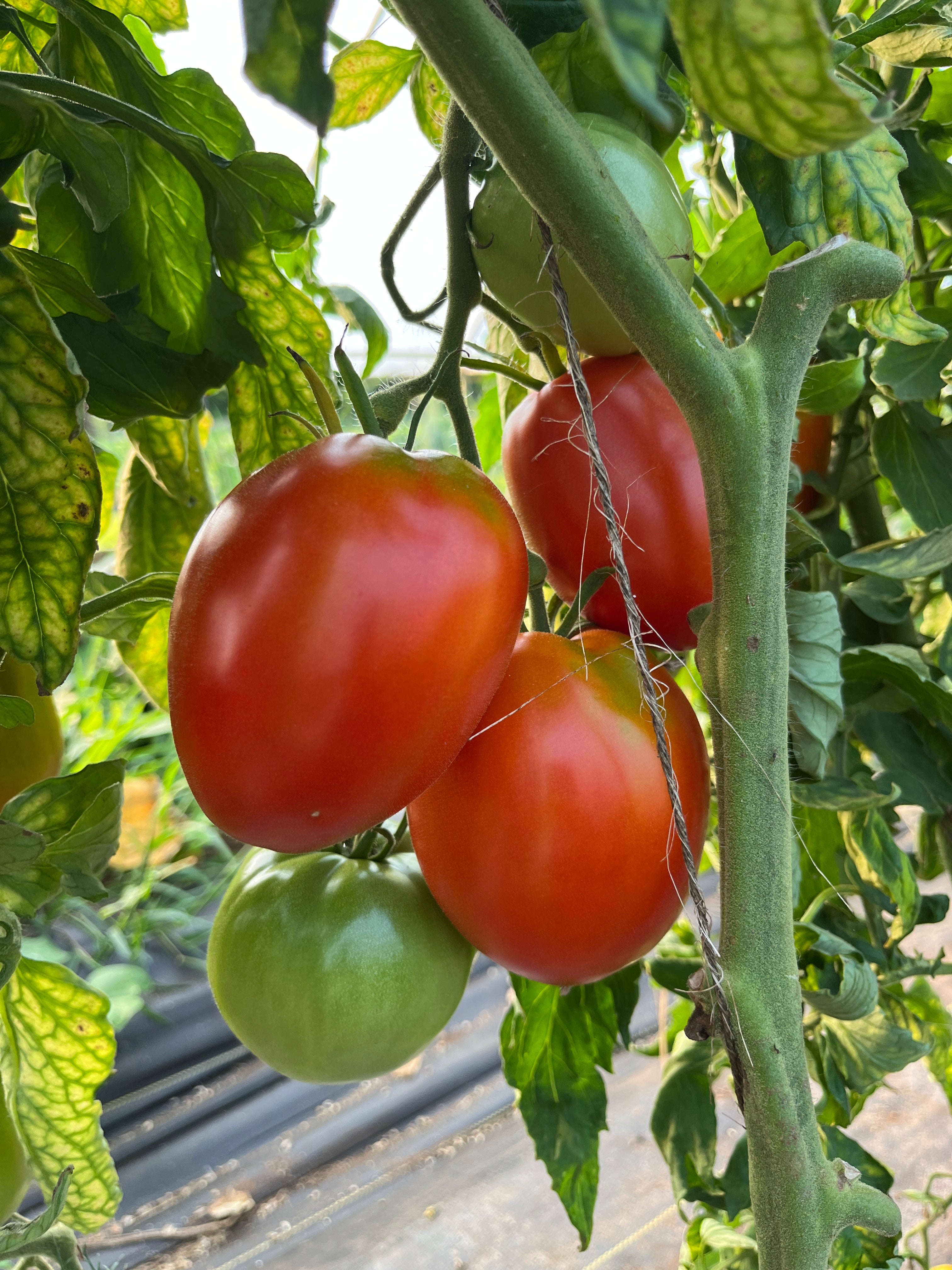 Ted's Italian, Tomato