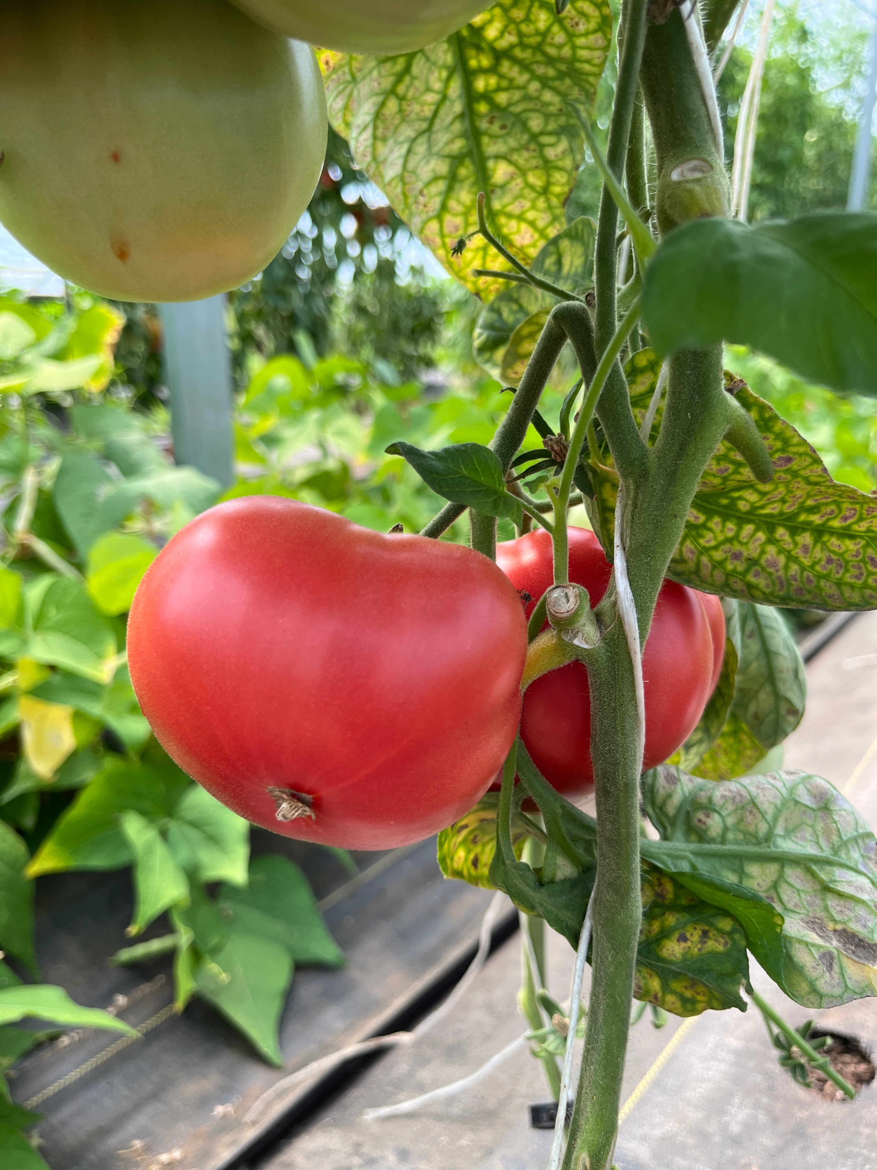 Tiffen Mennonite, Tomato