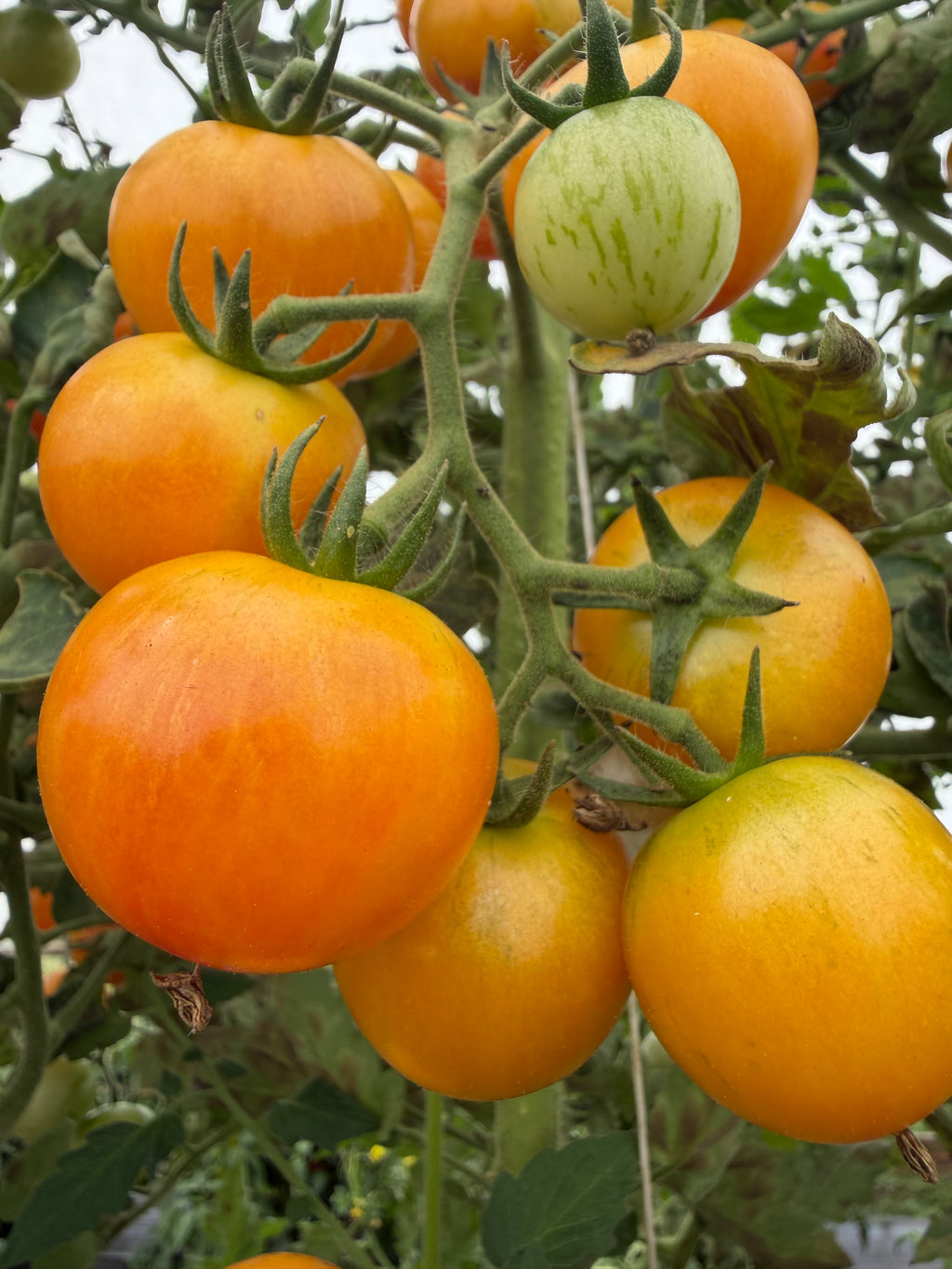 Tropical Sunset, Tomato