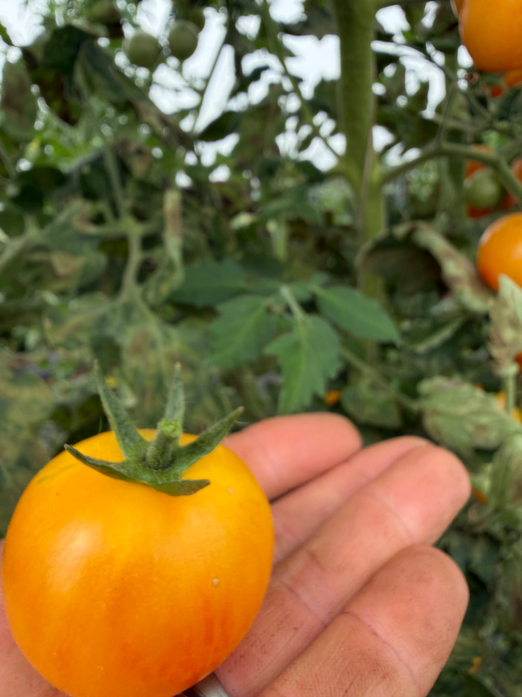 Tropical Sunset, Tomato