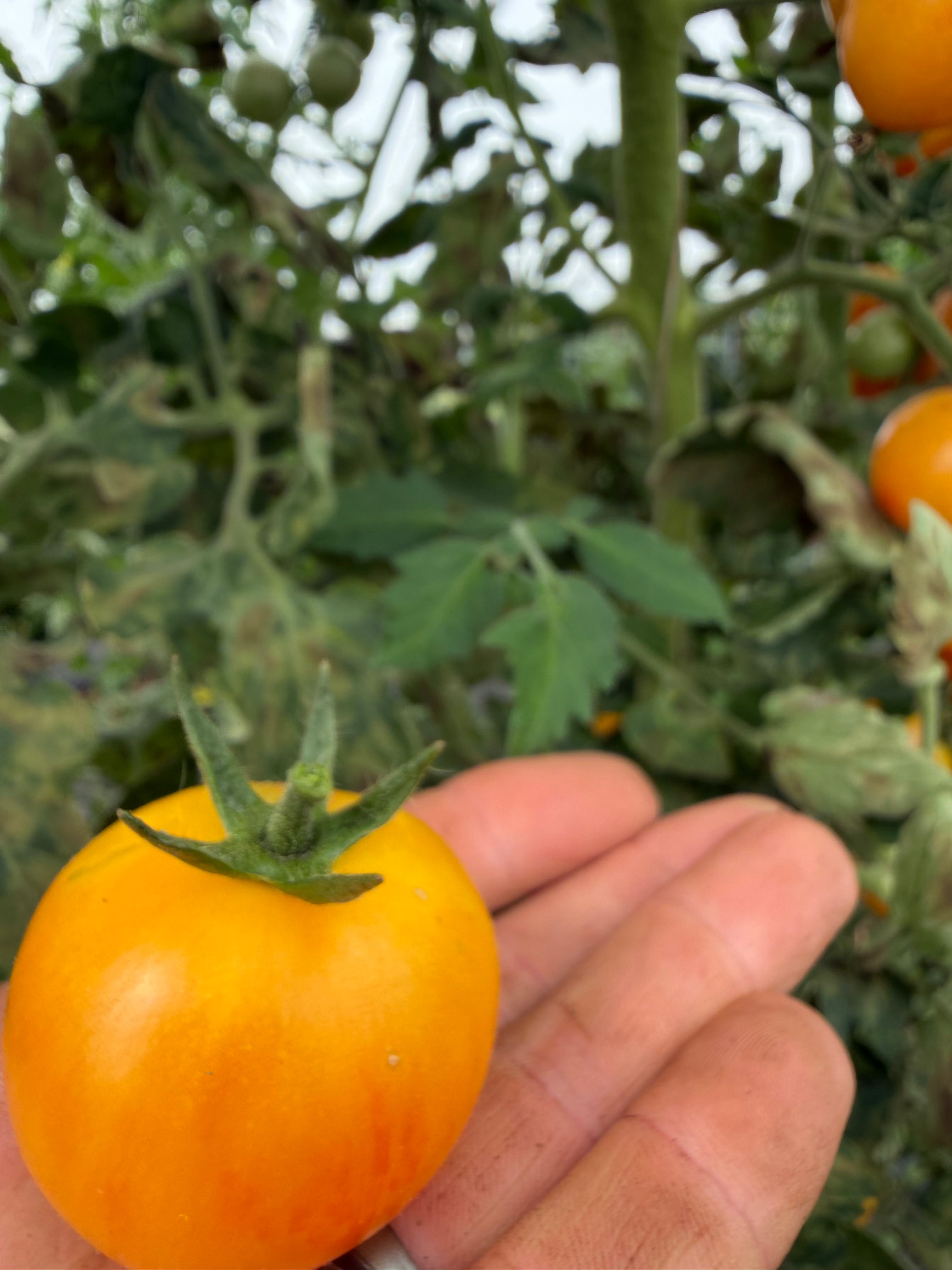 Tropical Sunset, Tomato