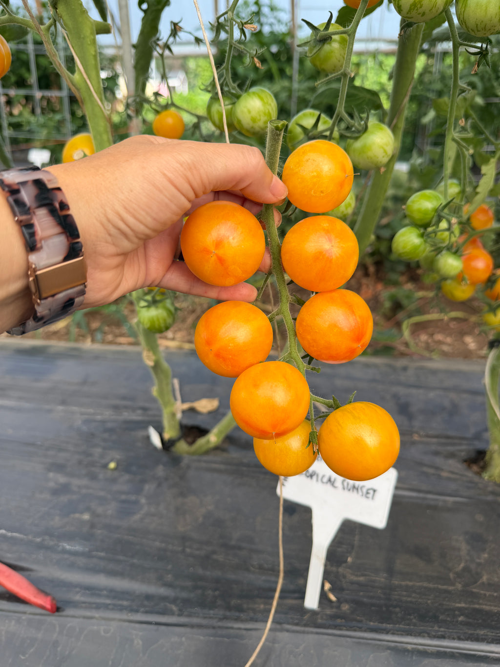 Tropical Sunset, Tomato