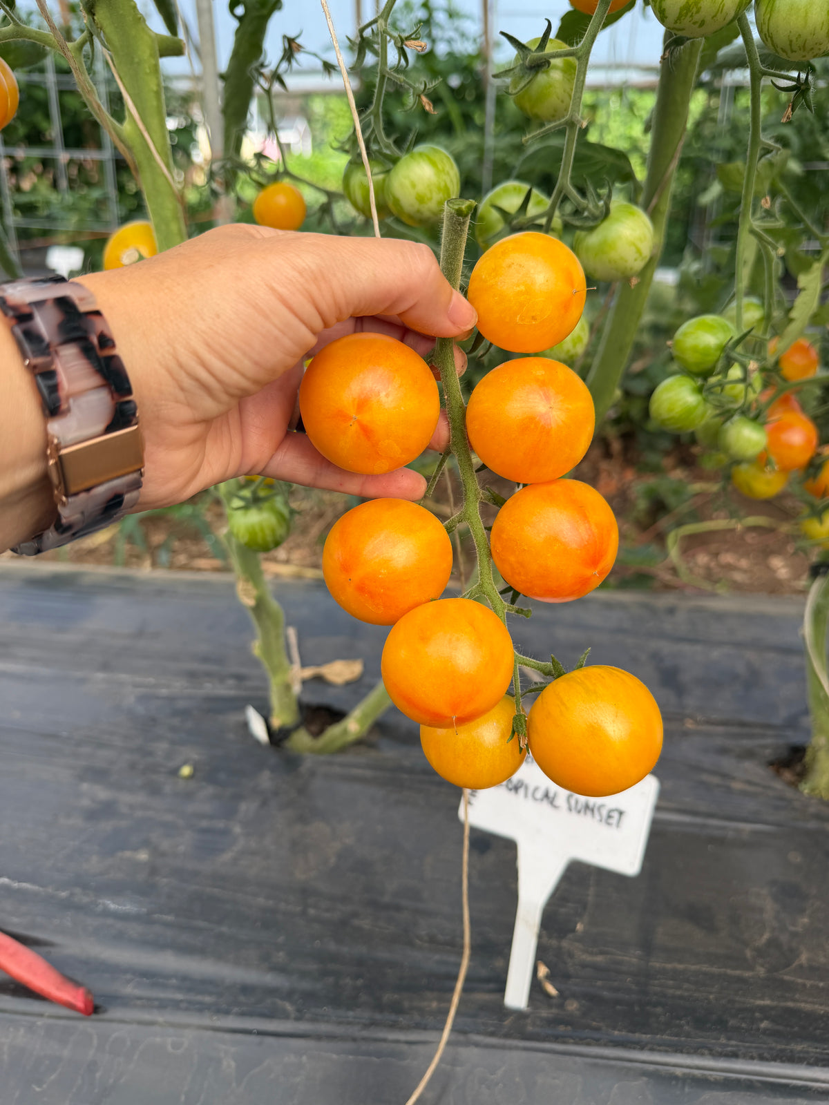 Tropical Sunset, Tomato