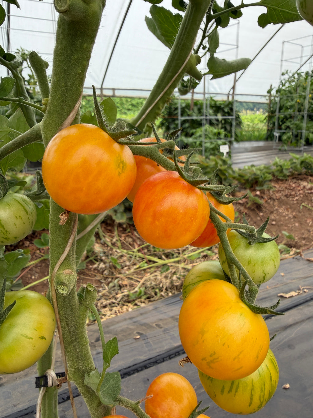 Tropical Sunset, Tomato