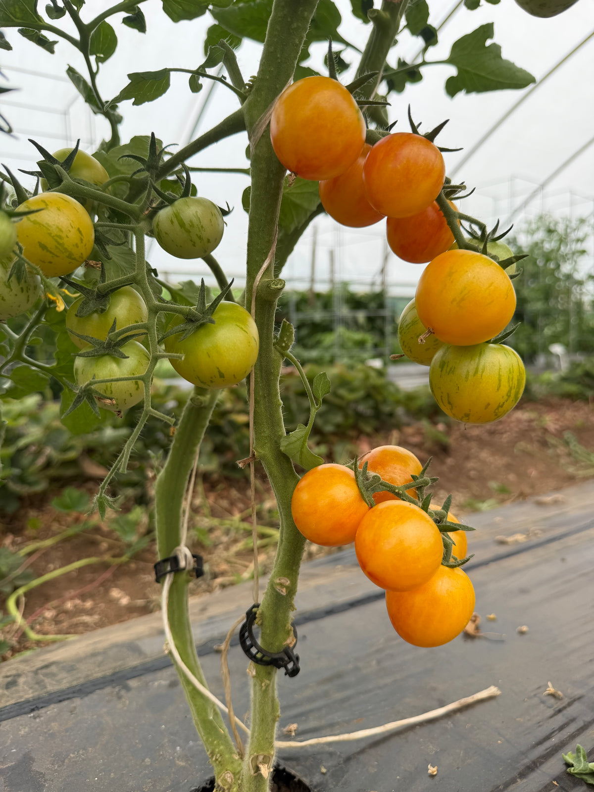 Tropical Sunset, Tomato
