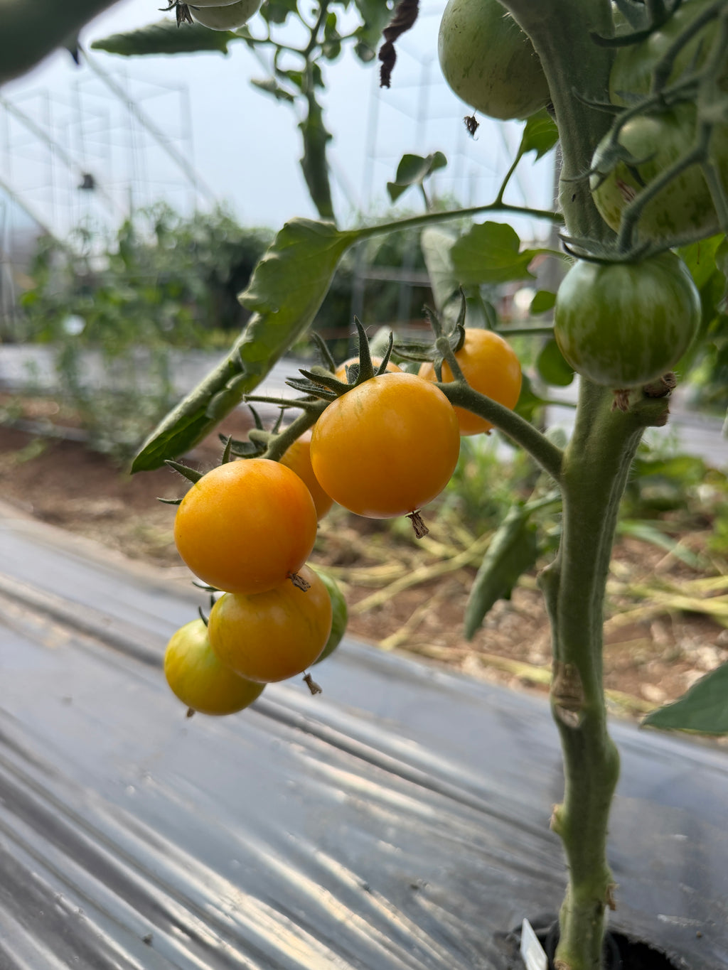 Tropical Sunset, Tomato