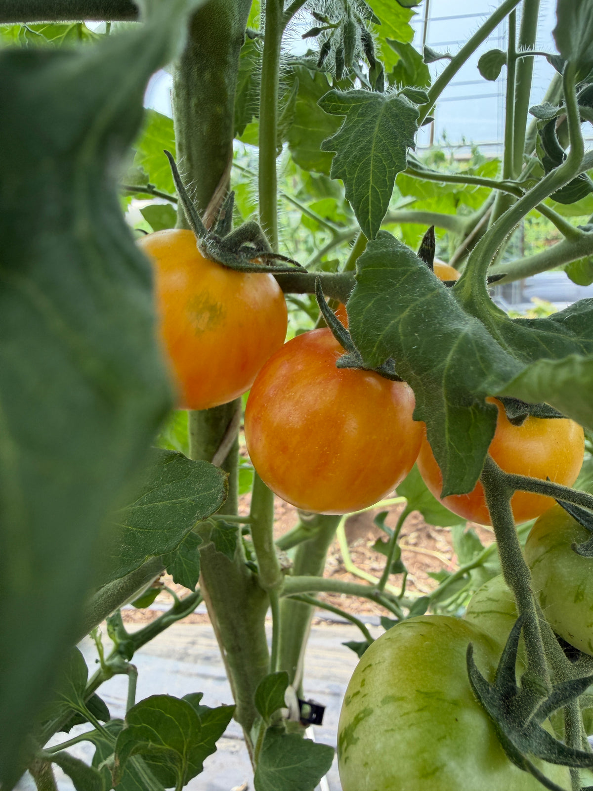 Tropical Sunset, Tomato
