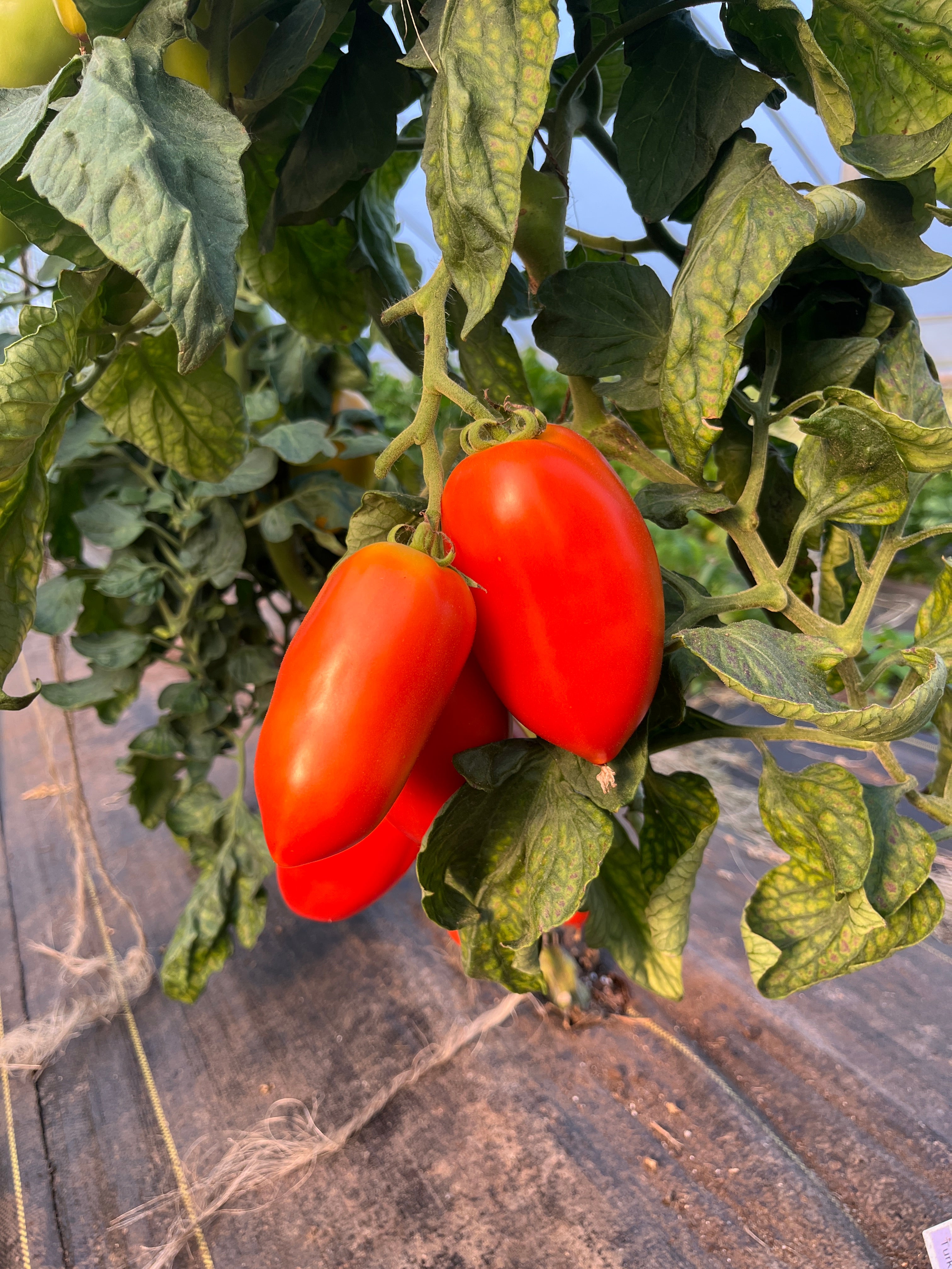 Turkish Paste, Tomato