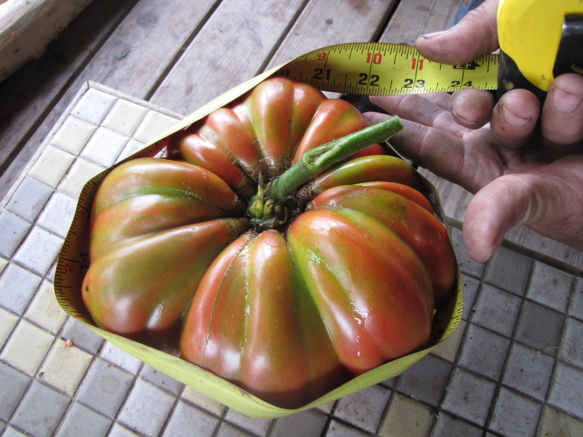 Bill Bean, Tomato