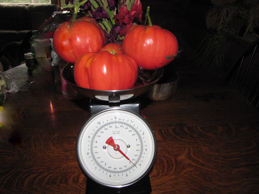Bill Bean, Tomato