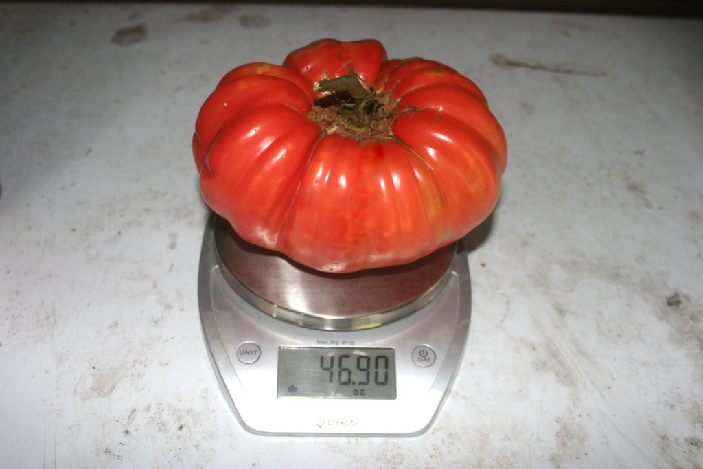 Bill Bean, Tomato