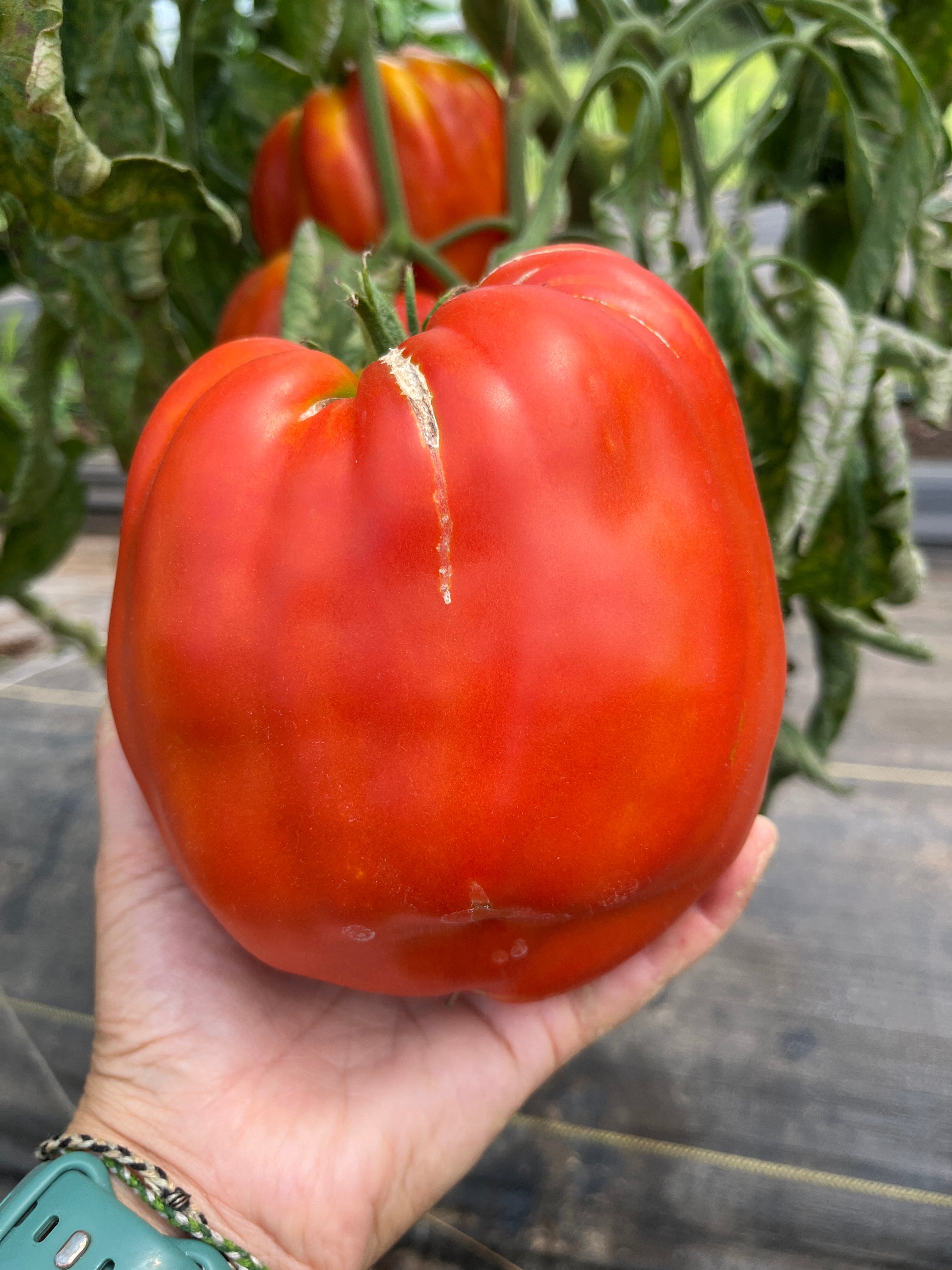 Goat's Bag, Tomato – Life Root Farm