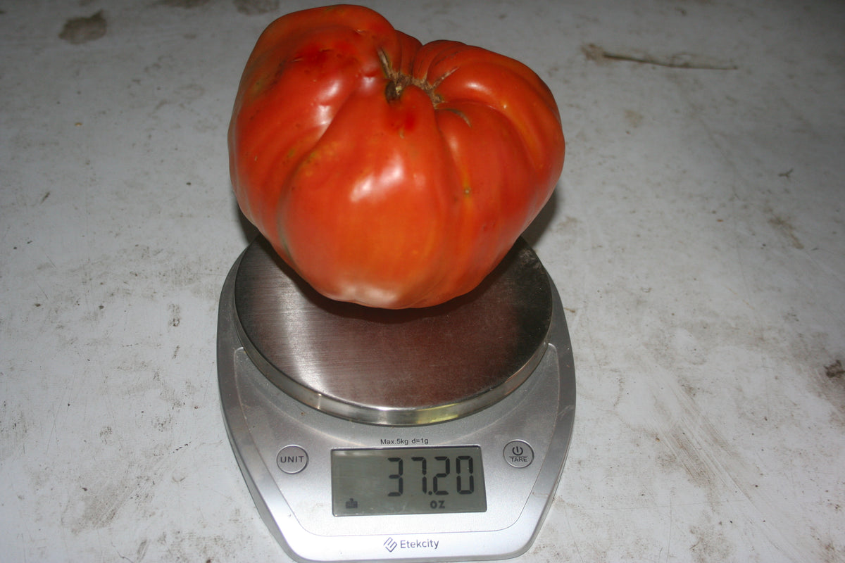 Goat's Bag, Tomato