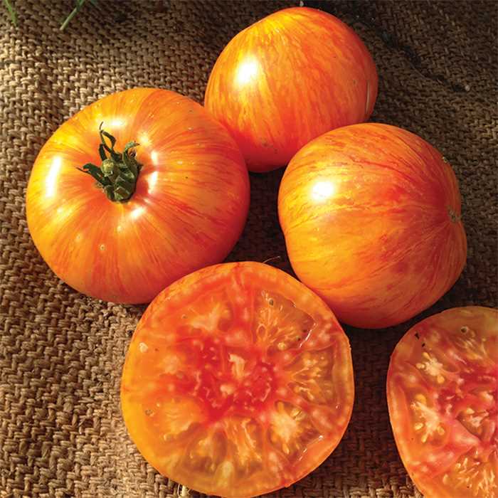 Beauty King, Tomato