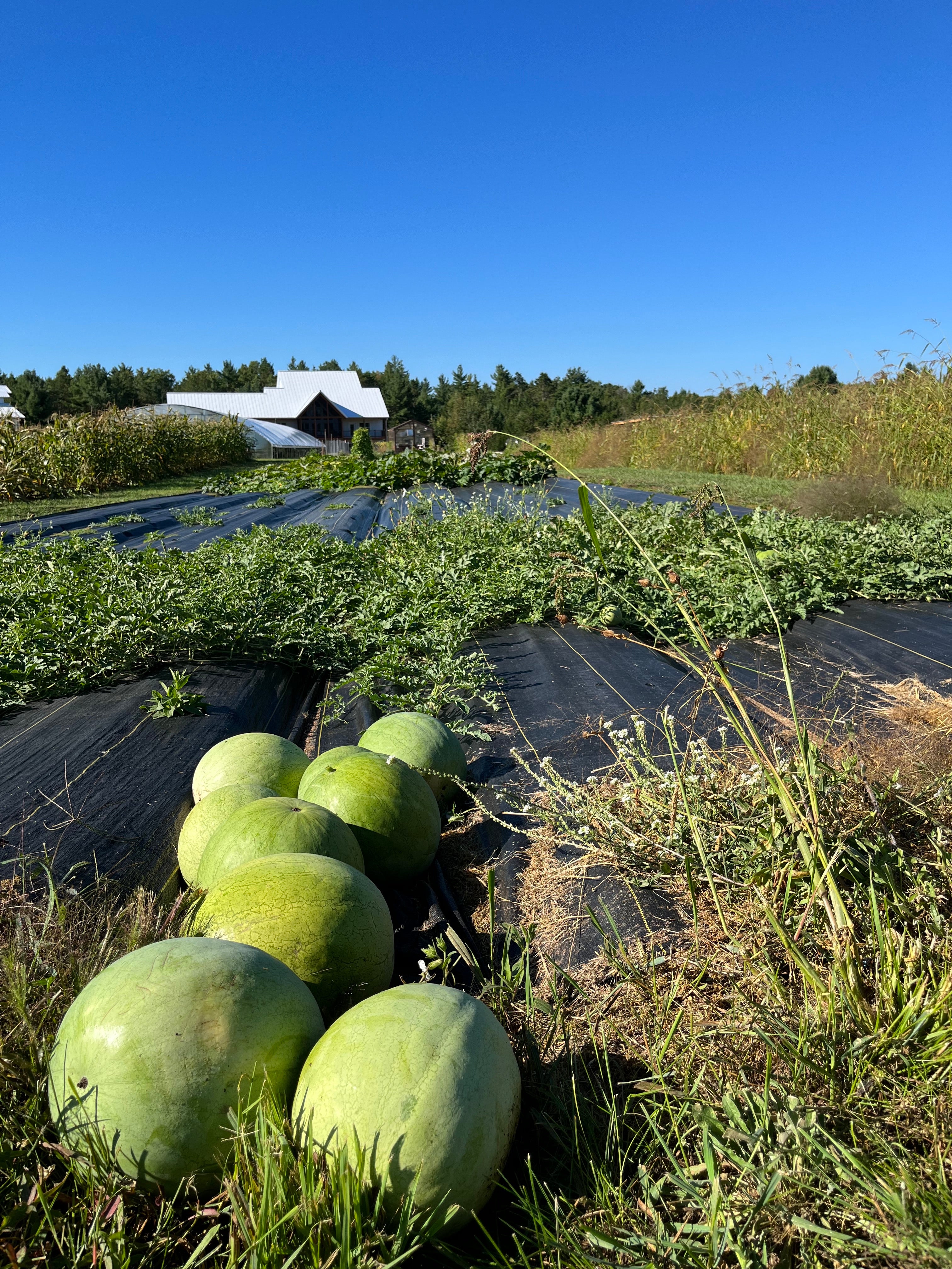 Early Polish, Watermelon
