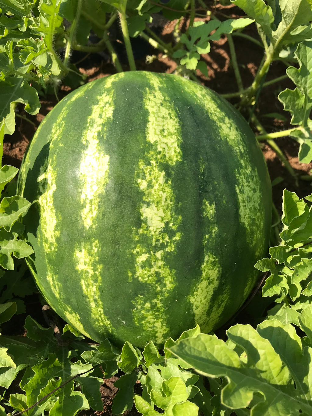 Leelanau Sweetglo, Watermelon