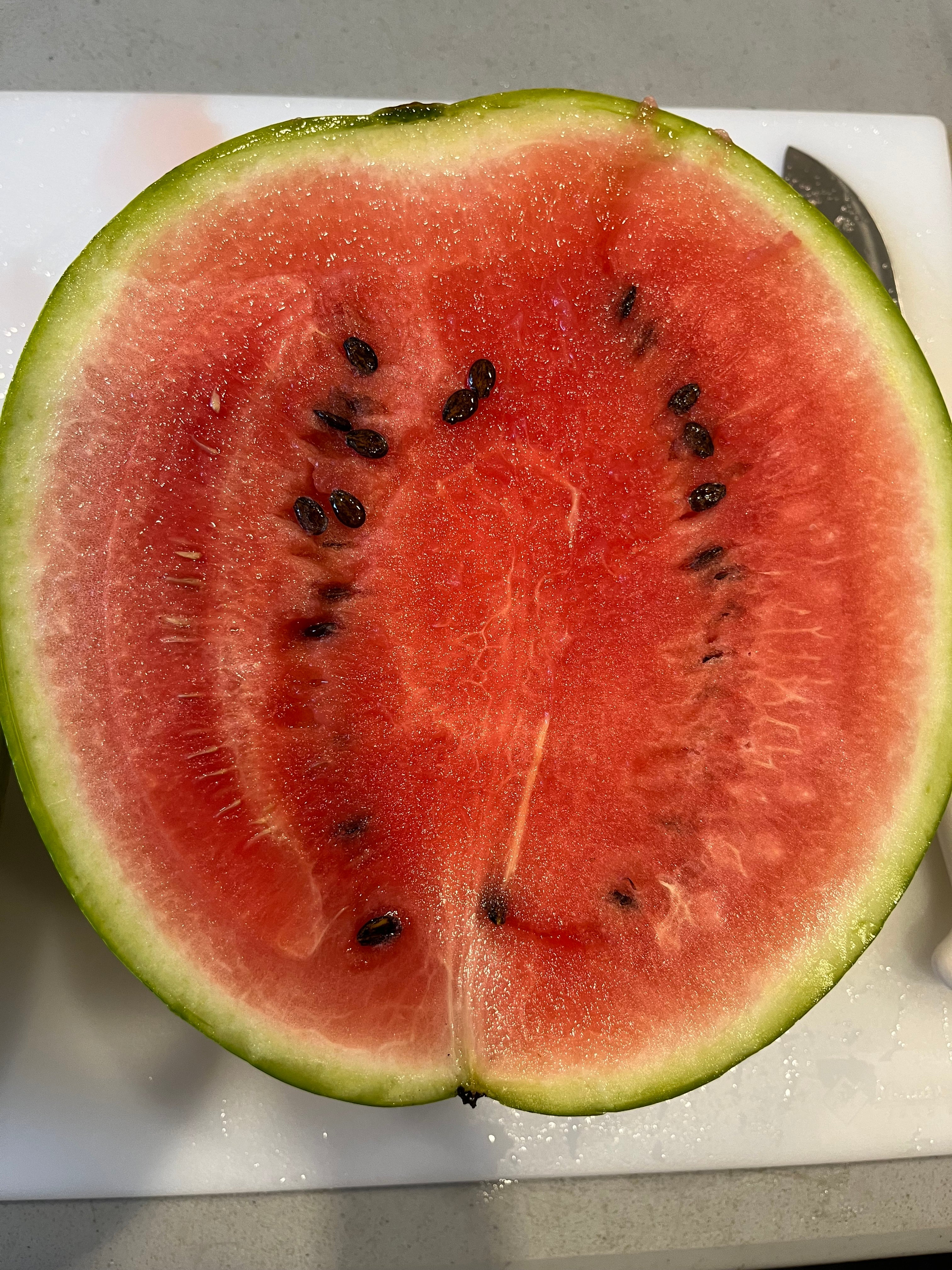 Sweet Dakota Rose, Watermelon