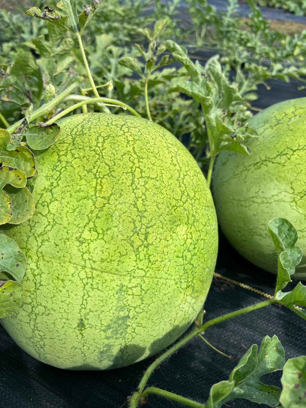 Early Polish, Watermelon