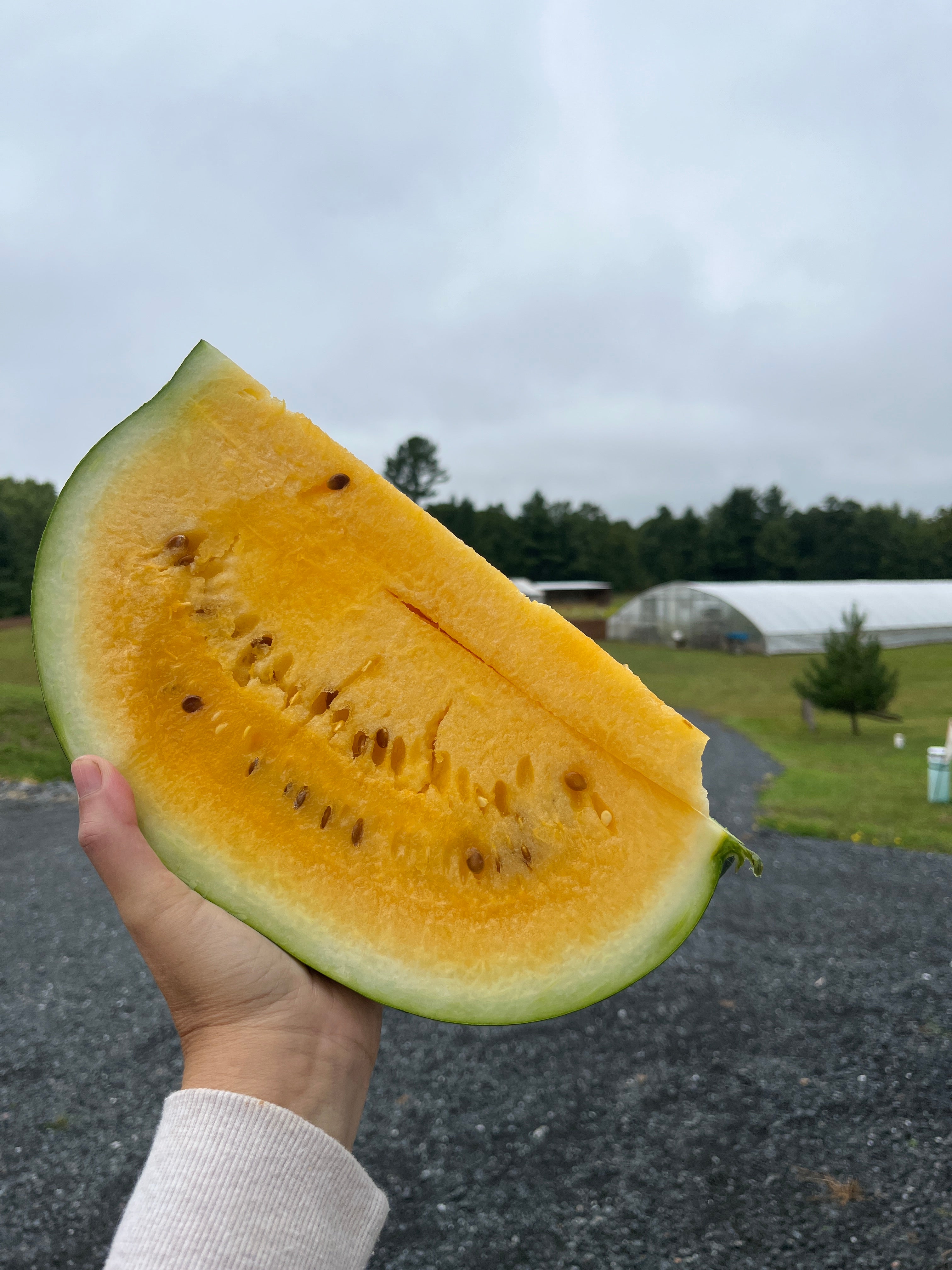 Leelanau Sweetglo, Watermelon