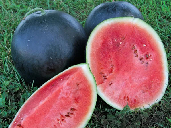 Blacktail Mountain, Watermelon